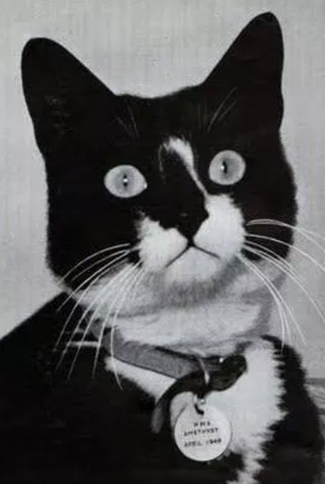 La leyenda del Insumergible Sam, el gato que sobrevivió a tres naufragios durante la Segunda Guerra Mundial